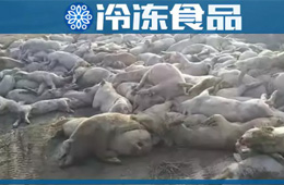 農(nóng)業(yè)農(nóng)村部通報河北首例非洲豬瘟疫情！“豬”又告急，“肉”更難安！