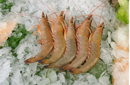 海關(guān)總署宣布：暫停沙特蝦進(jìn)口！伊朗蝦取得正關(guān)進(jìn)口許可