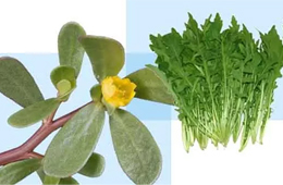 薺菜之后，蒲公英、馬齒莧入餡，野菜概念類產(chǎn)品能否野蠻生長？