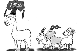 比去年同期上漲35%，價格井噴的“羊貴妃”路在何方？