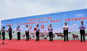 金星啤酒跨界養(yǎng)牛，投資5億做“雪花紅?！?/>
                </div>
                <div   id=