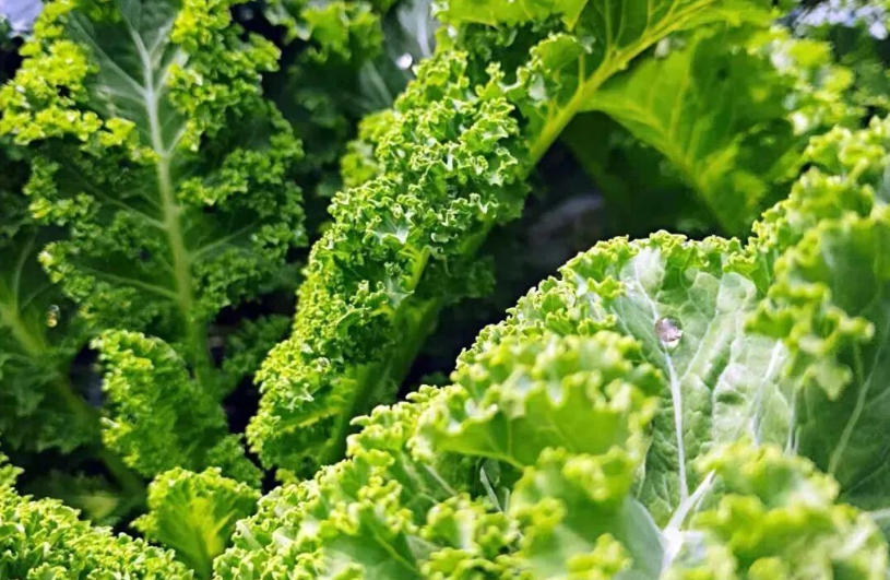 白象、袁記、三全、思念…紛紛盯上羽衣甘藍(lán)，“超級植物”開始席卷速凍食品？